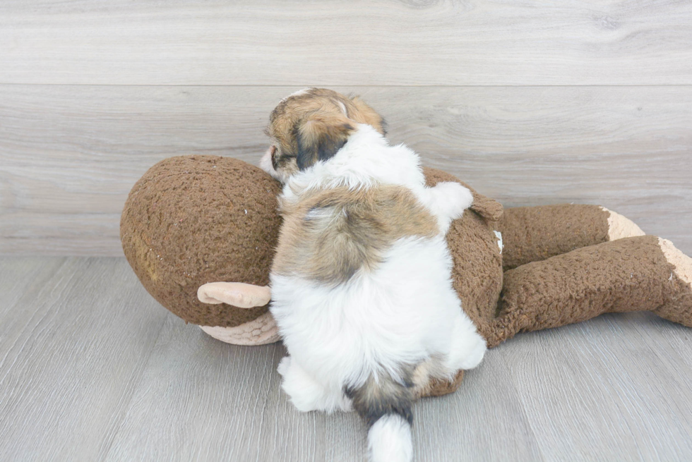 Teddy Bear Pup Being Cute