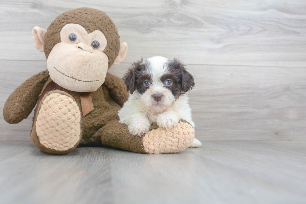 Fluffy Teddy Bear Designer Pup