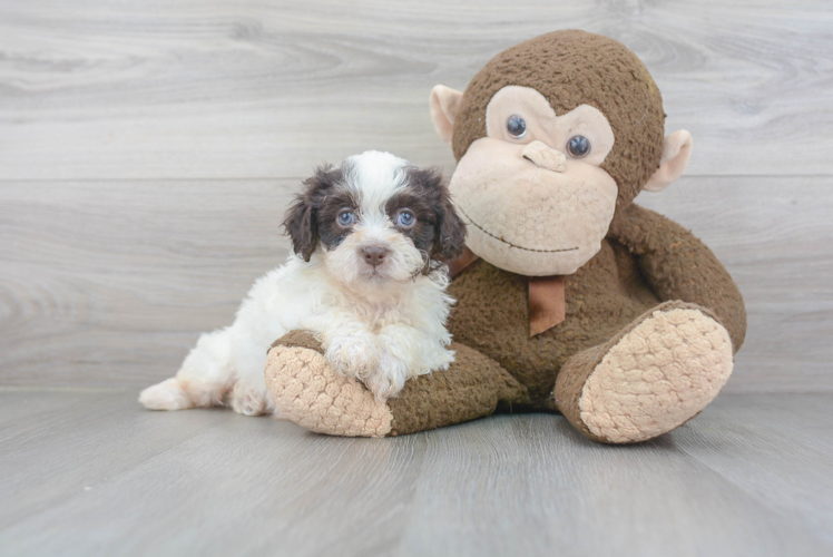 Best Teddy Bear Baby