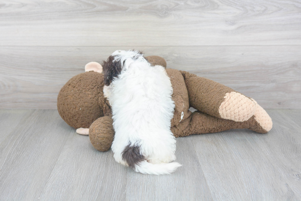 Funny Teddy Bear Designer Pup