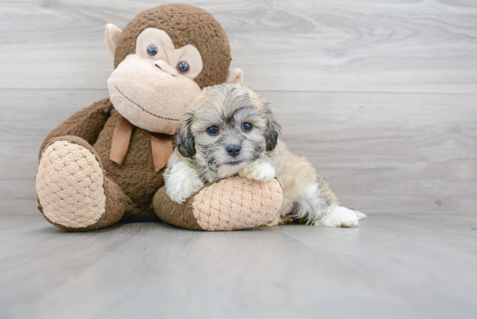 Sweet Teddy Bear Baby