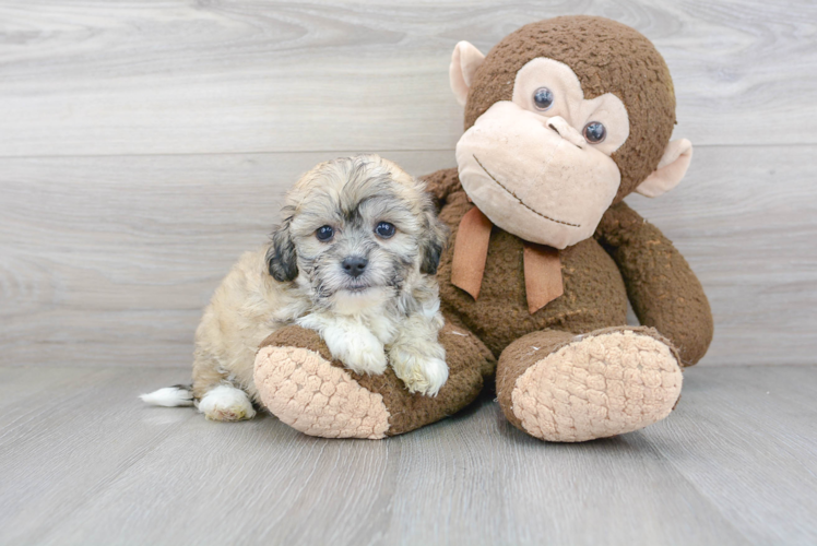 Teddy Bear Pup Being Cute