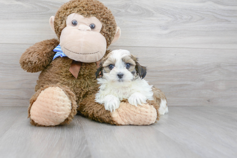 Friendly Teddy Bear Baby