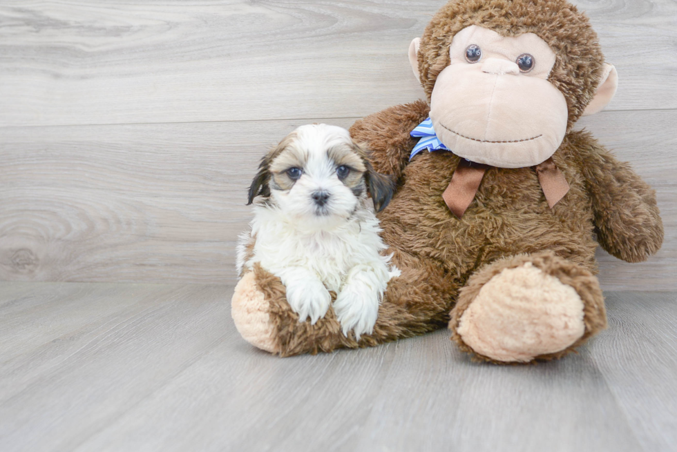 Teddy Bear Pup Being Cute