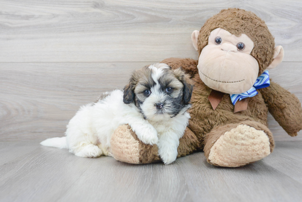 Teddy Bear Pup Being Cute