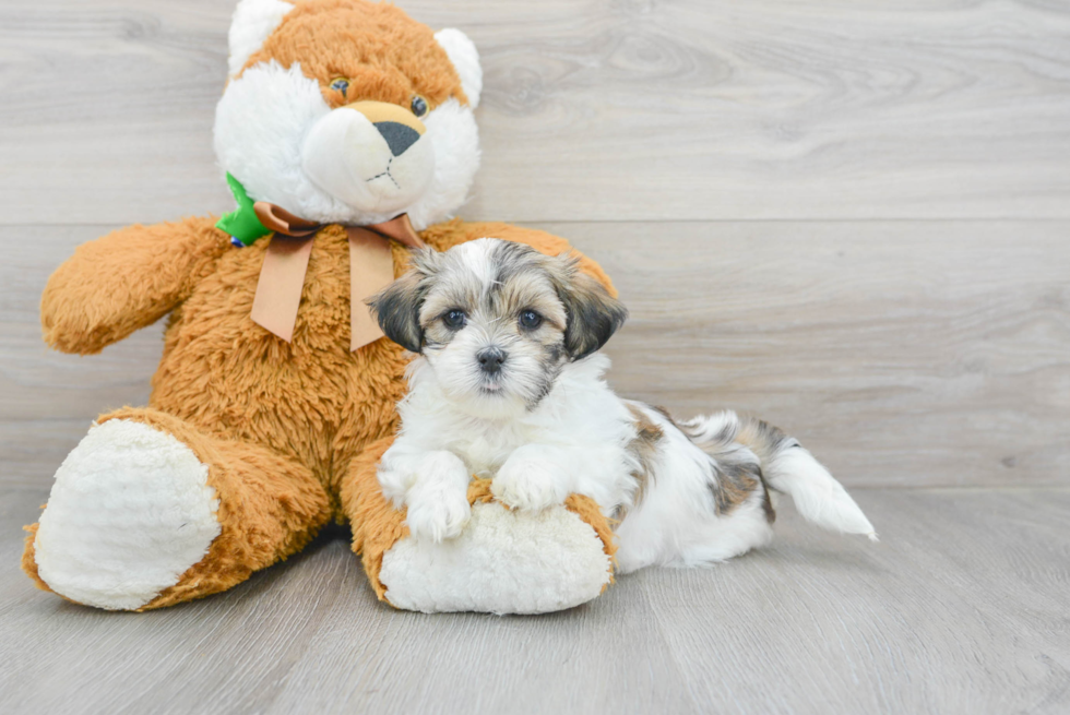 Fluffy Teddy Bear Designer Pup