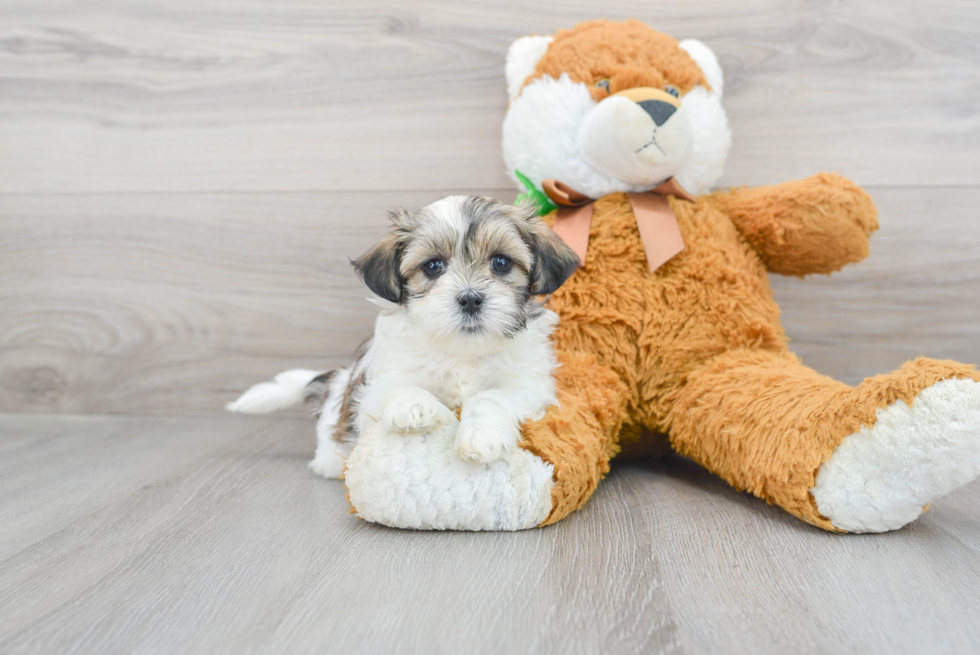 Fluffy Teddy Bear Designer Pup