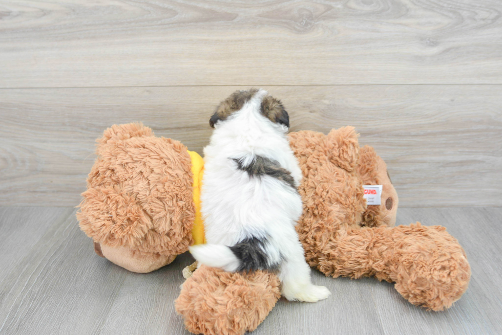 Teddy Bear Pup Being Cute