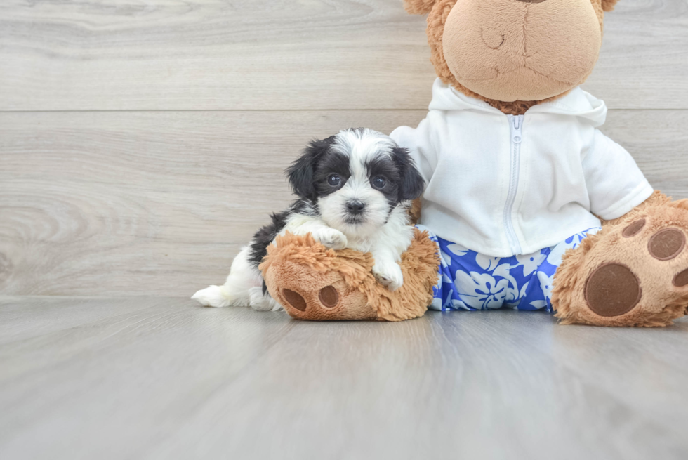 Fluffy Teddy Bear Designer Pup