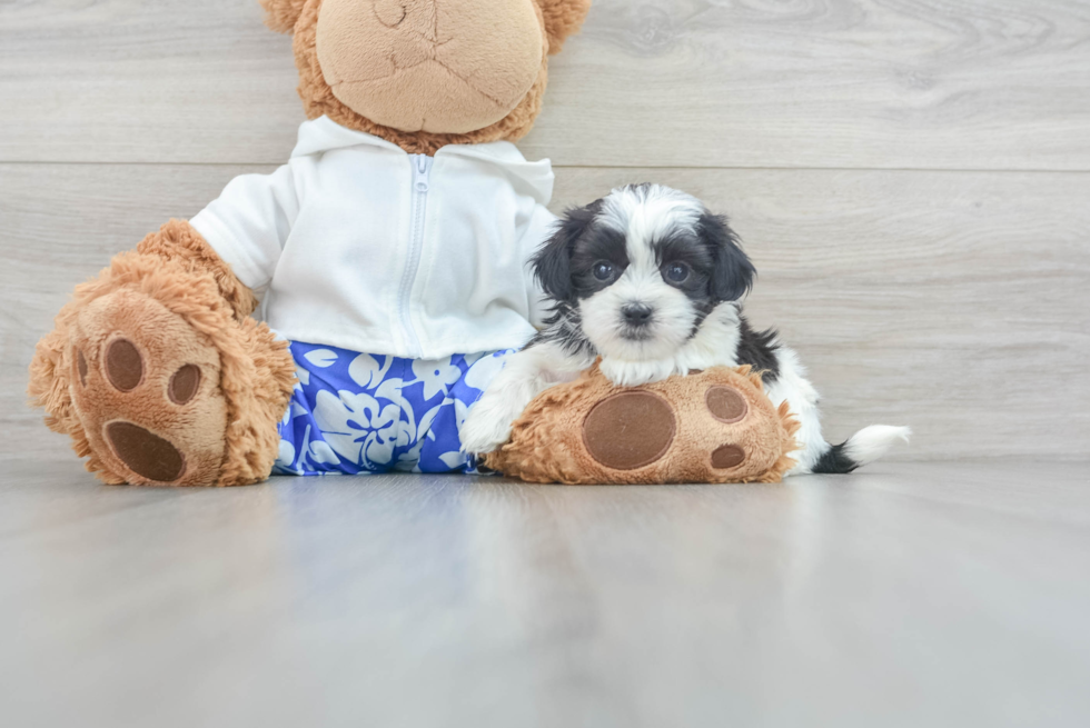 Teddy Bear Puppy for Adoption