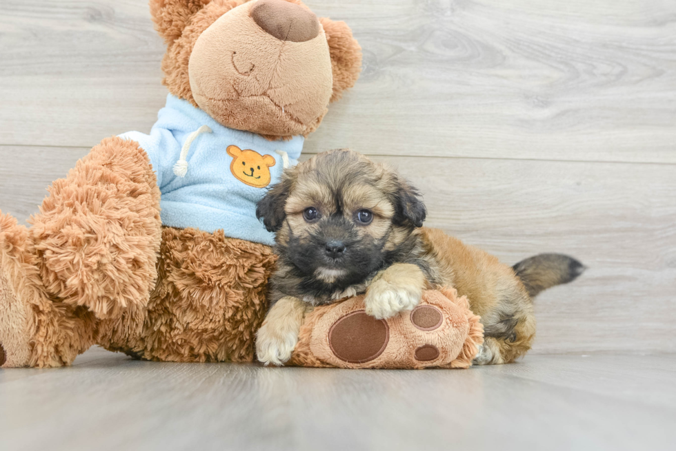 Adorable Shichon Designer Puppy