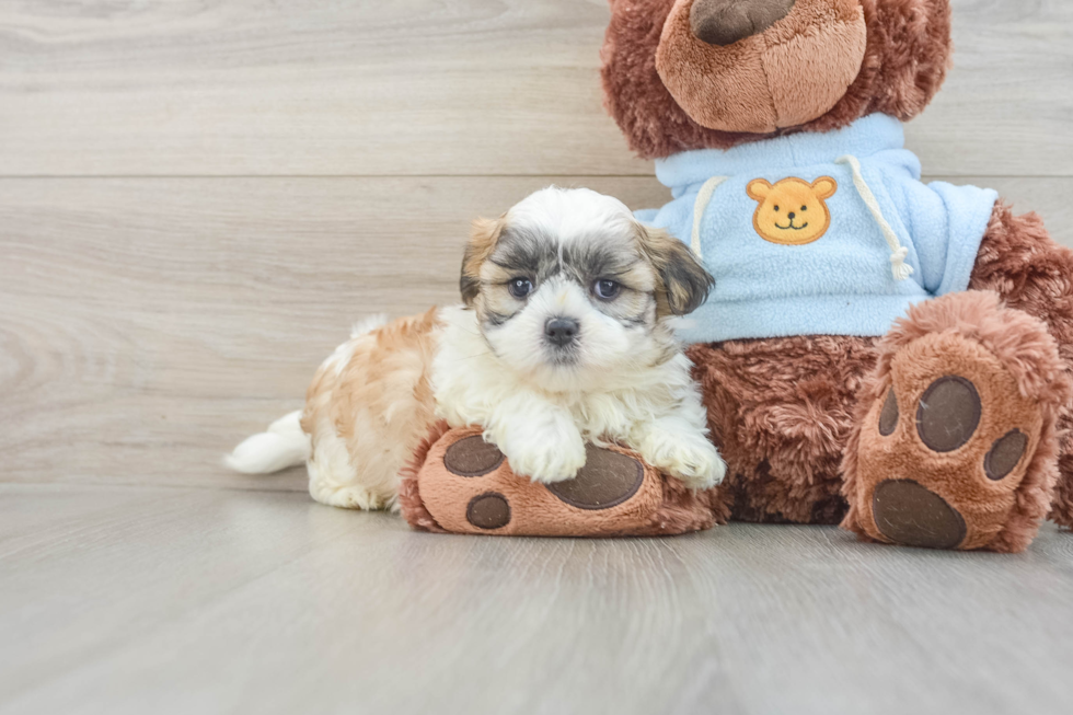 Teddy Bear Puppy for Adoption