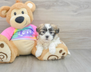 8 week old Teddy Bear Puppy For Sale - Premier Pups