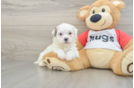 Teddy Bear Pup Being Cute