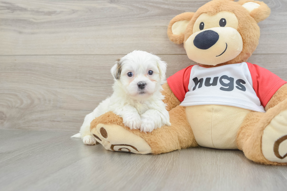 Teddy Bear Pup Being Cute