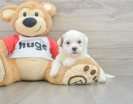 6 week old Teddy Bear Puppy For Sale - Premier Pups