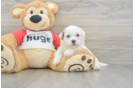 Teddy Bear Puppy for Adoption