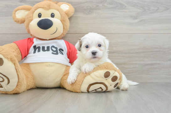 Teddy Bear Puppy for Adoption