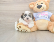 6 week old Teddy Bear Puppy For Sale - Premier Pups