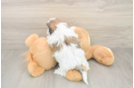 Best Teddy Bear Baby