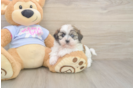 Friendly Teddy Bear Baby