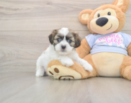 8 week old Teddy Bear Puppy For Sale - Premier Pups