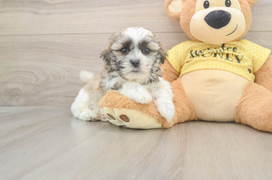 Sweet Teddy Bear Baby
