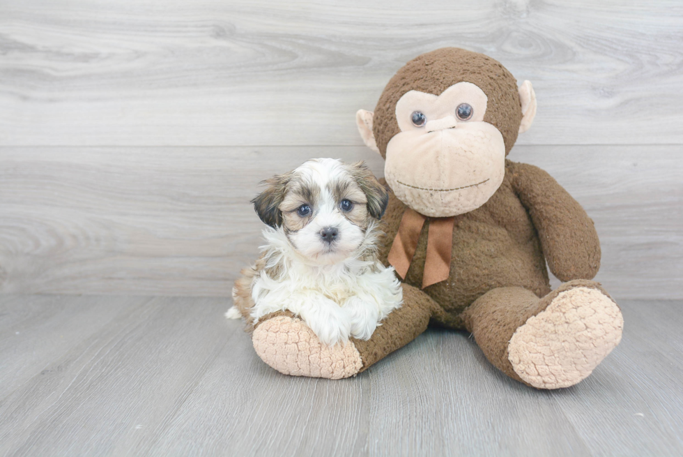 Popular Teddy Bear Designer Pup