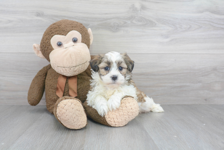 Little Shichon Designer Puppy