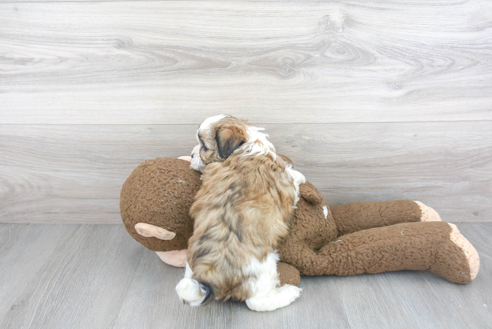 Teddy Bear Pup Being Cute