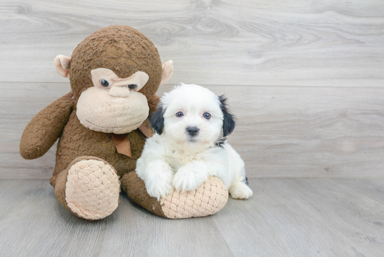 Teddy Bear Pup Being Cute