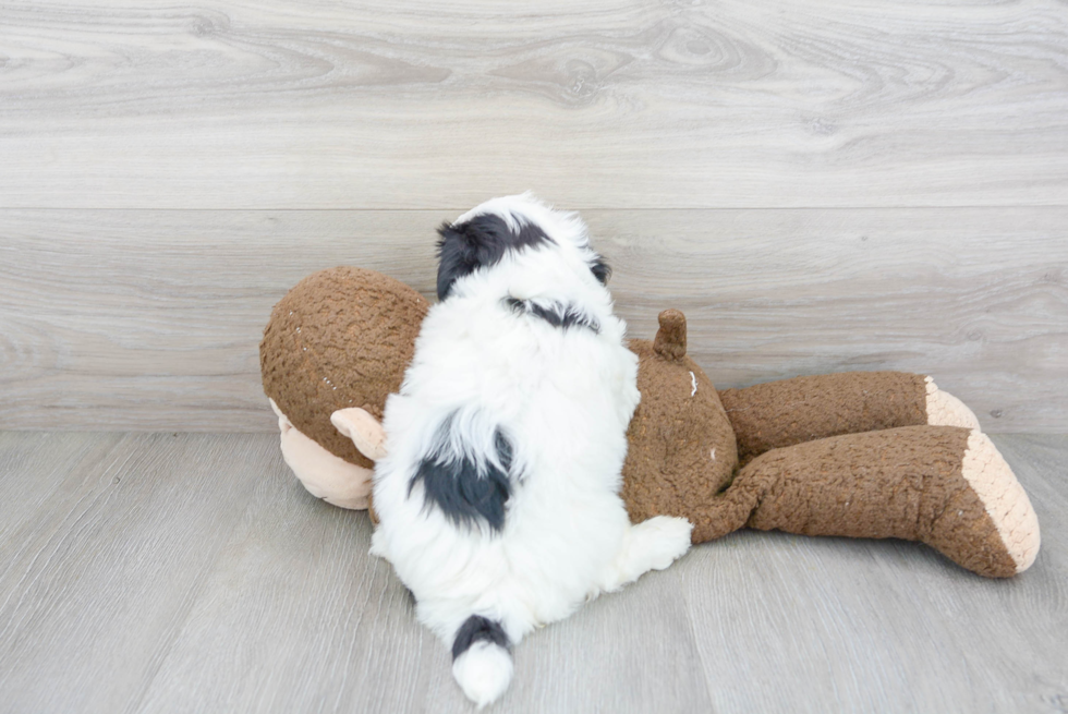 Teddy Bear Pup Being Cute