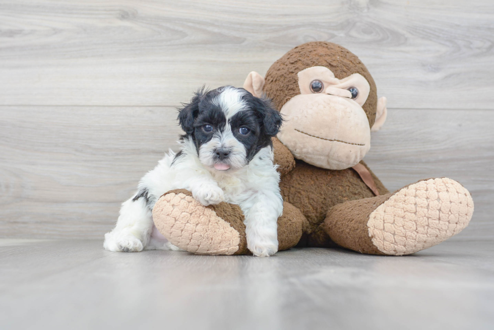 Fluffy Teddy Bear Designer Pup