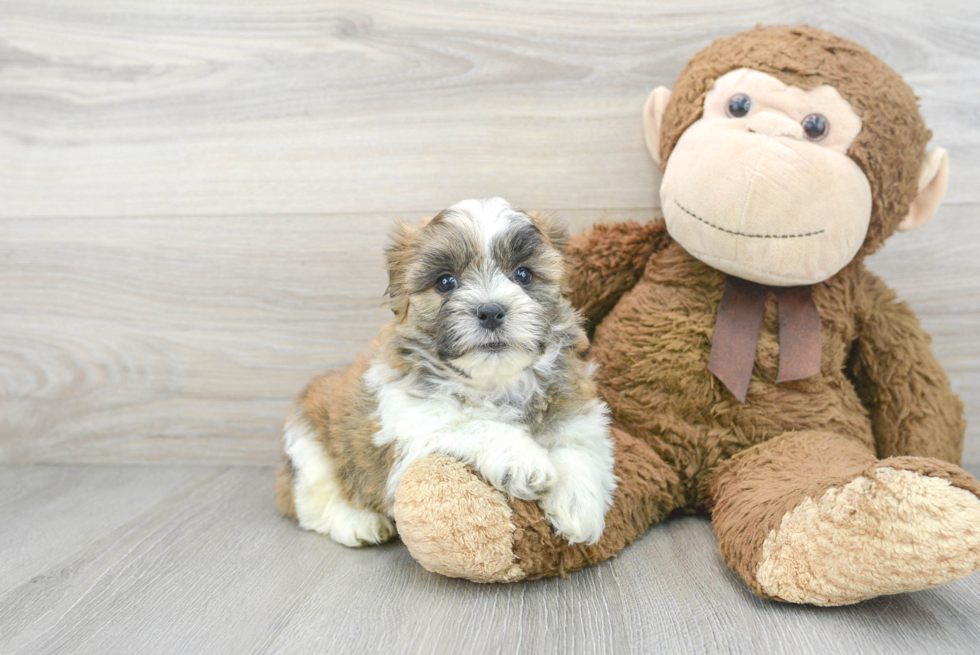 Happy Teddy Bear Baby