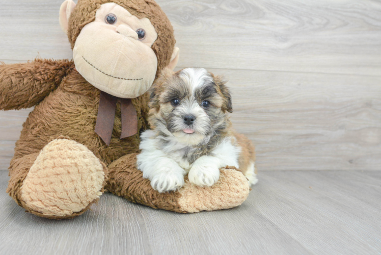 Smart Teddy Bear Designer Pup