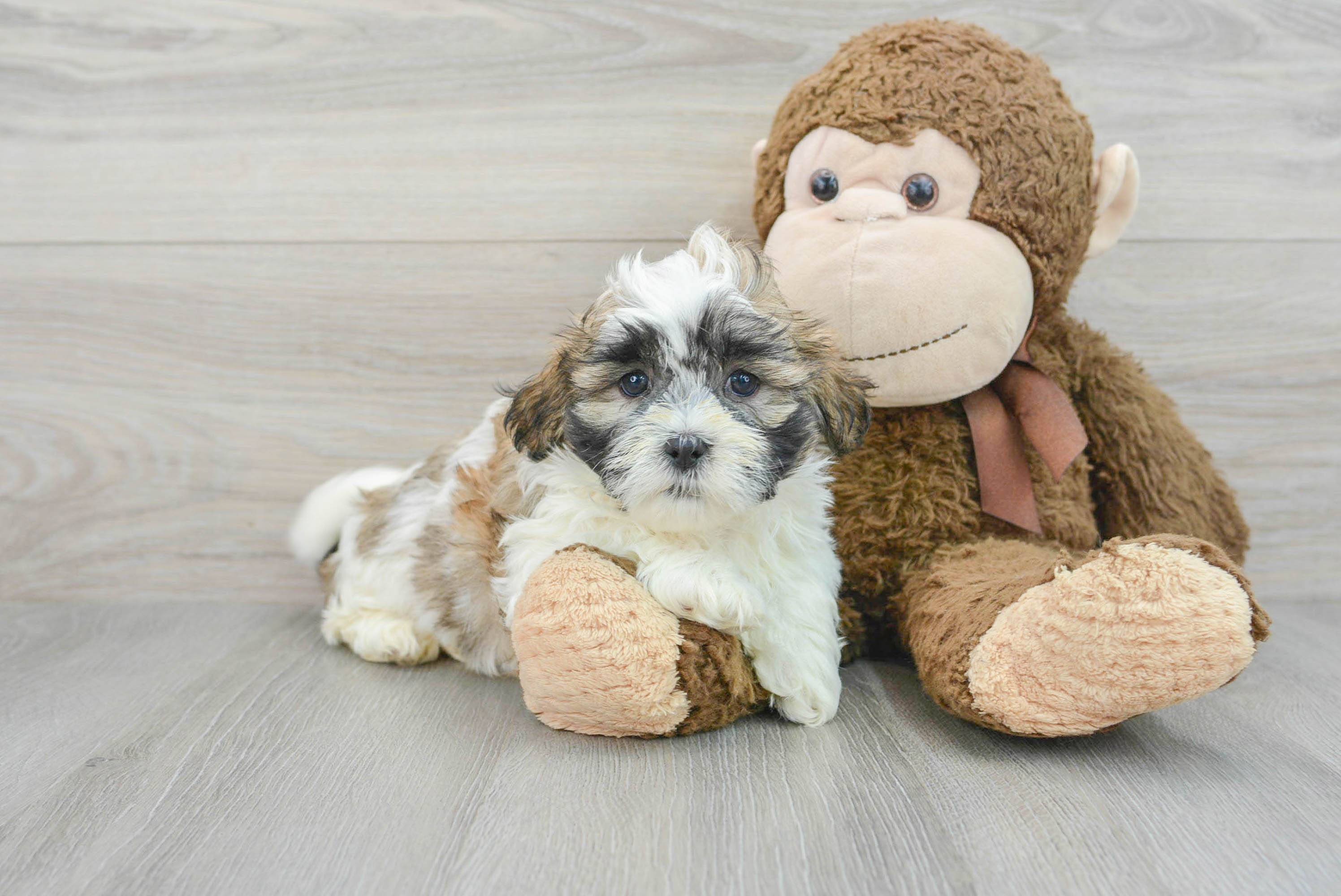 Small Teddy Bear Baby