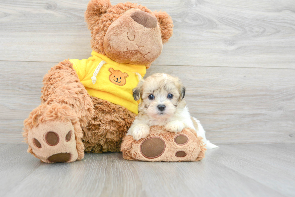 Petite Teddy Bear Designer Pup