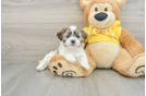 Teddy Bear Puppy for Adoption