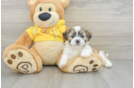 Teddy Bear Puppy for Adoption