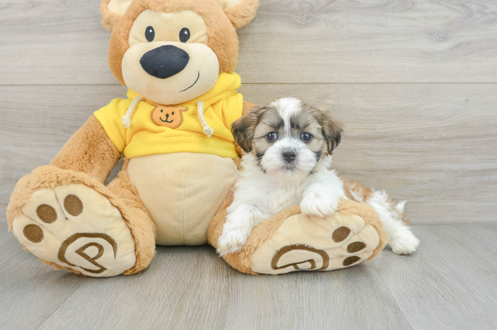 6 week old Teddy Bear Puppy For Sale - Premier Pups