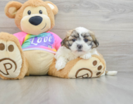 8 week old Teddy Bear Puppy For Sale - Premier Pups