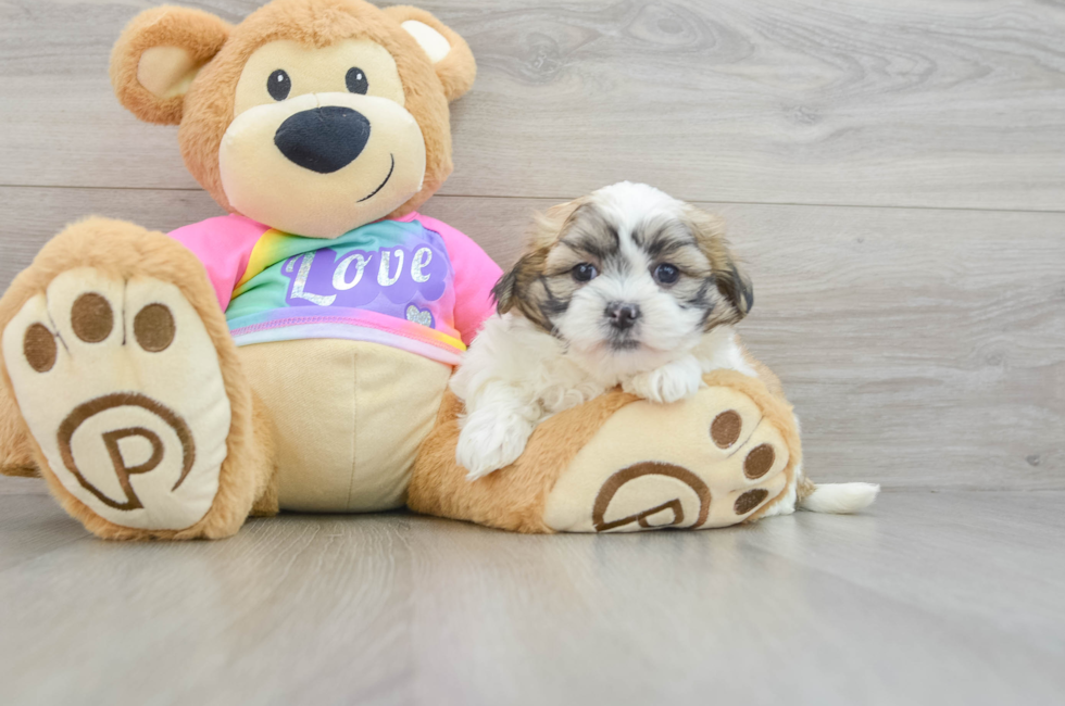 8 week old Teddy Bear Puppy For Sale - Premier Pups