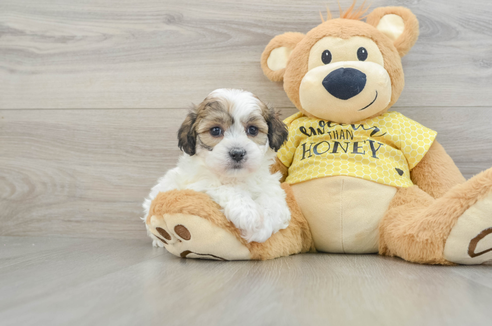 5 week old Teddy Bear Puppy For Sale - Premier Pups