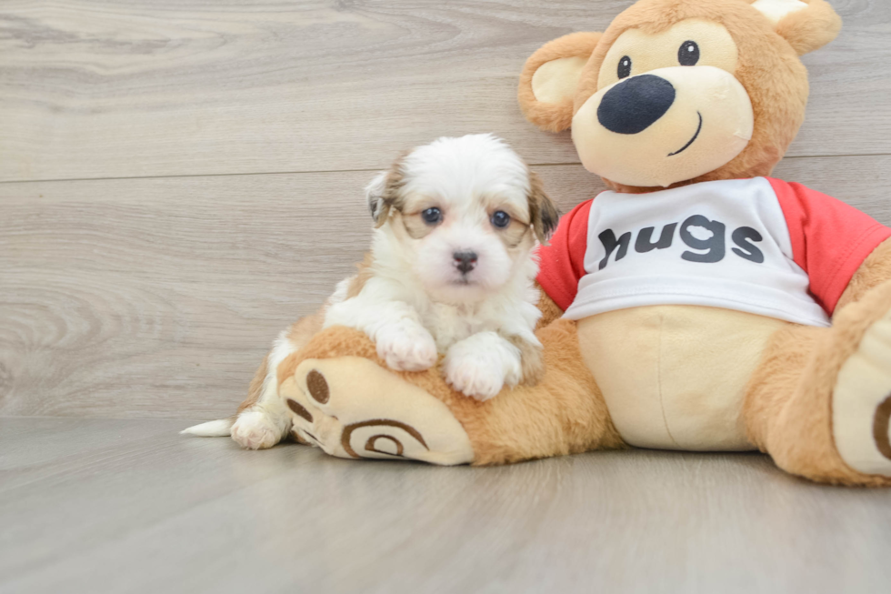 Friendly Teddy Bear Baby