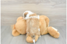 Best Teddy Bear Baby