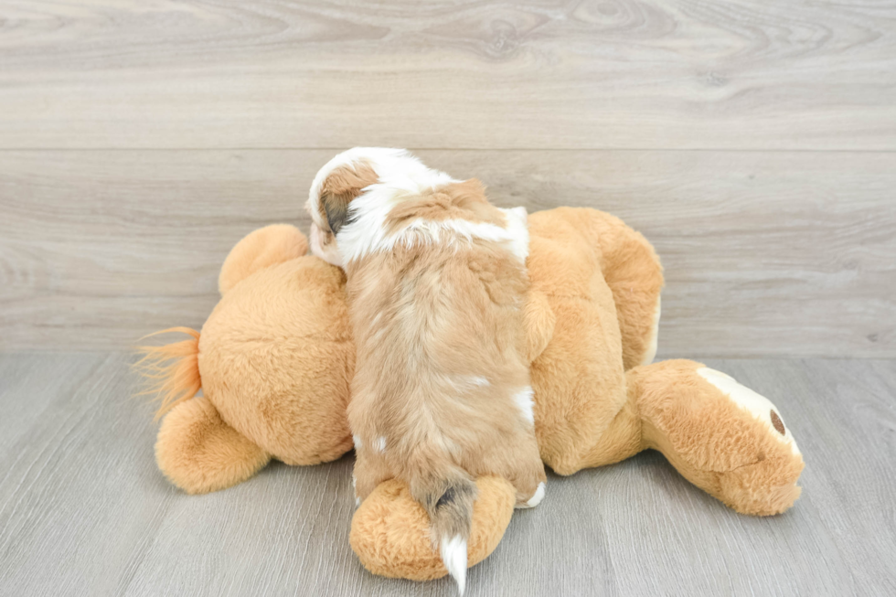 Best Teddy Bear Baby