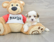 6 week old Teddy Bear Puppy For Sale - Premier Pups