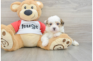 Smart Teddy Bear Designer Pup