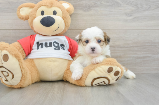 Smart Teddy Bear Designer Pup