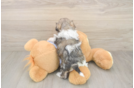 Teddy Bear Pup Being Cute